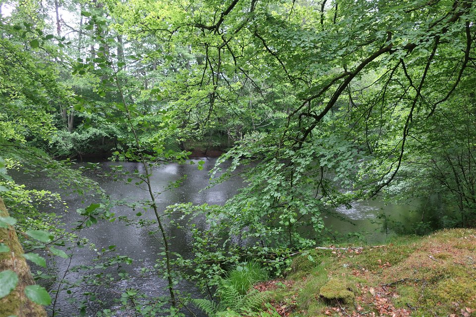 Bokskog längs ROnnebyån. 