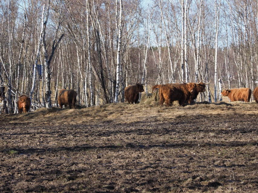 Highland cattle i vinterhagen