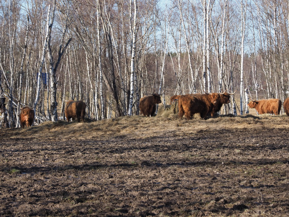 Highland cattle i vinterhagen