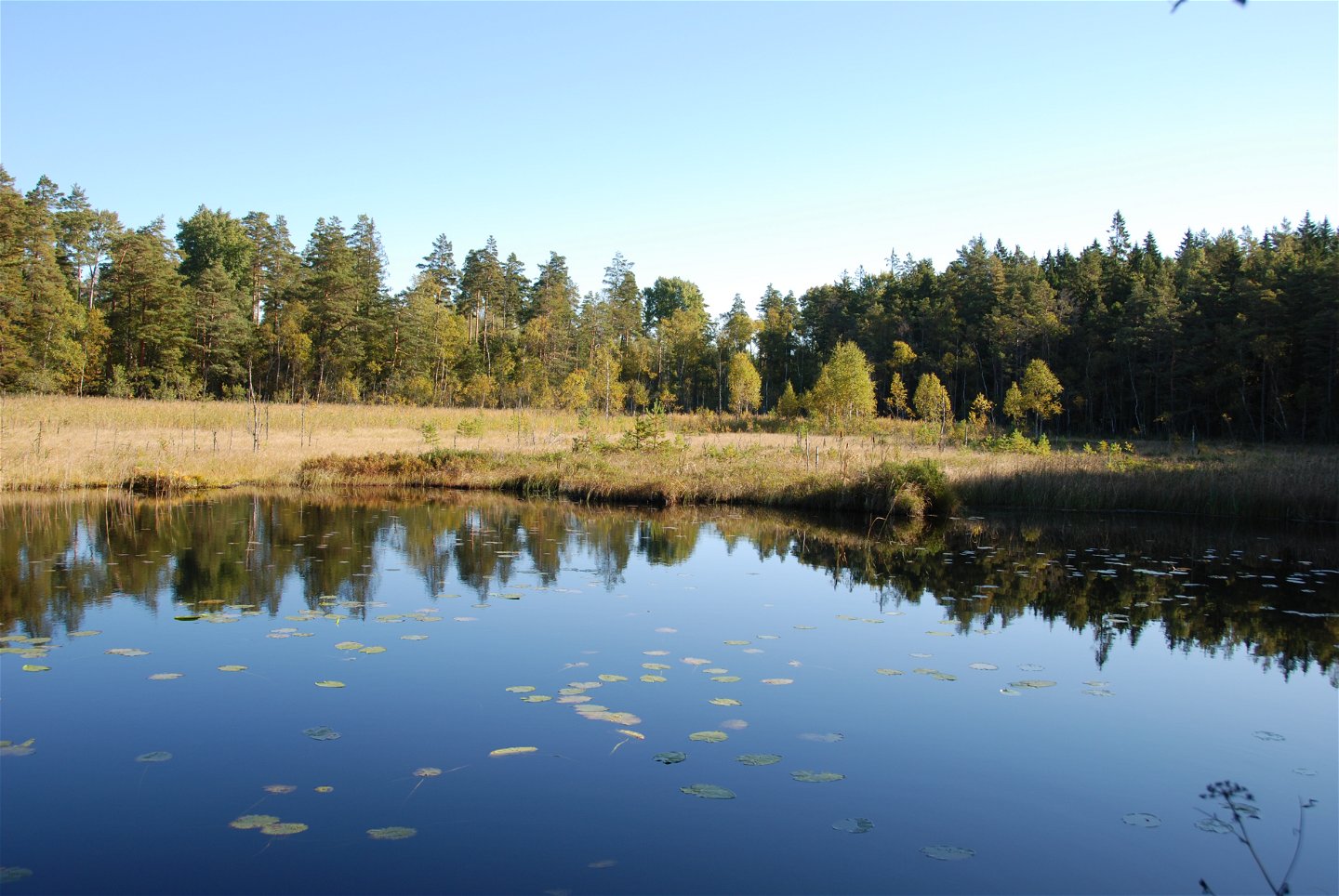 Sjön omges av gungfly och fuktiga skogar.