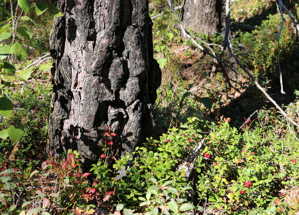Lingon intill en trädstam.