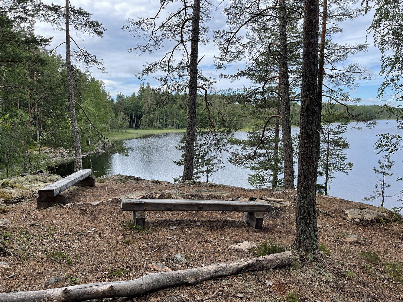 Två träbänkar står bland tallar vid en sjö.