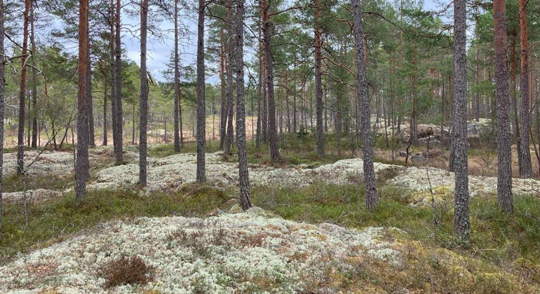 Bild på gles gammal tallskog som bryts av mindre lavklädda hällar och sumpstråk.