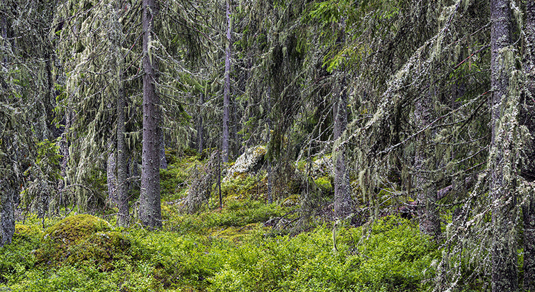 Kroksjöskogen.