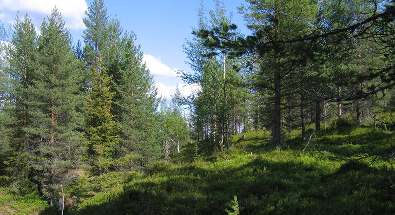 Gammelskog i naturreservatet Rumpunen.