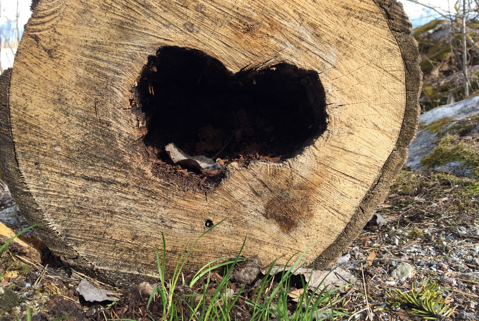 Hålighet i trädstam med formen av ett hjärta.