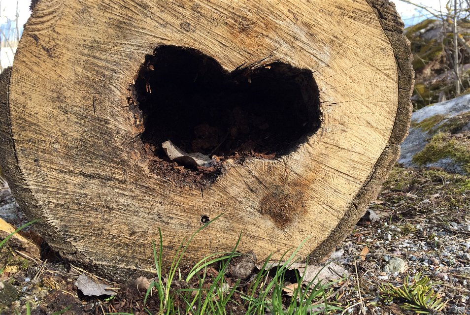 Hålighet i trädstam med formen av ett hjärta.