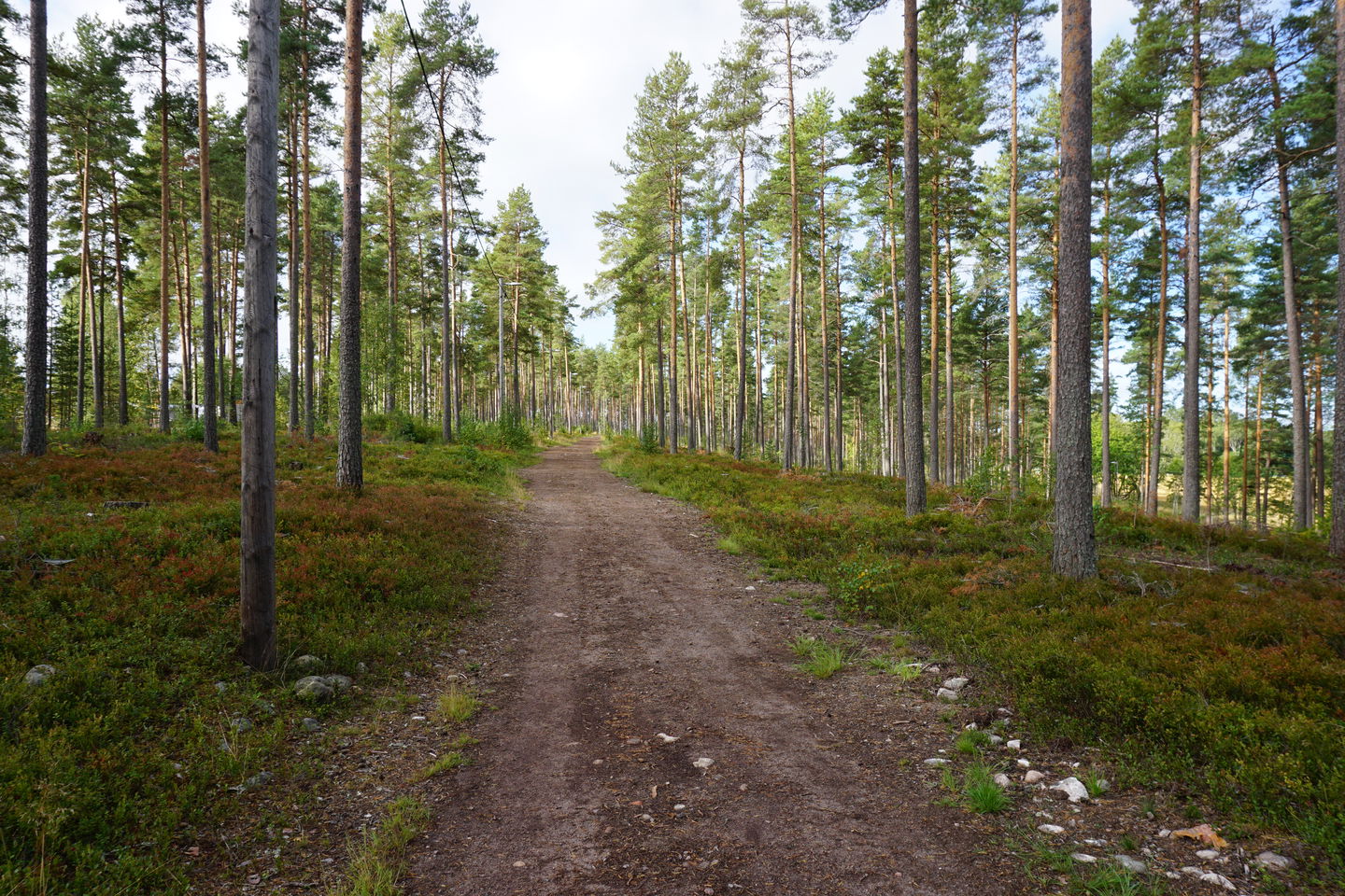 Motionsspår i skogsmiljö