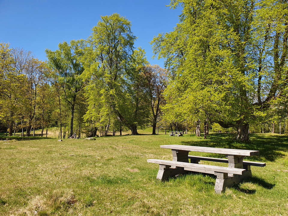 Flera rastbord utspridda i slåtterängen omgivna av lövträd.