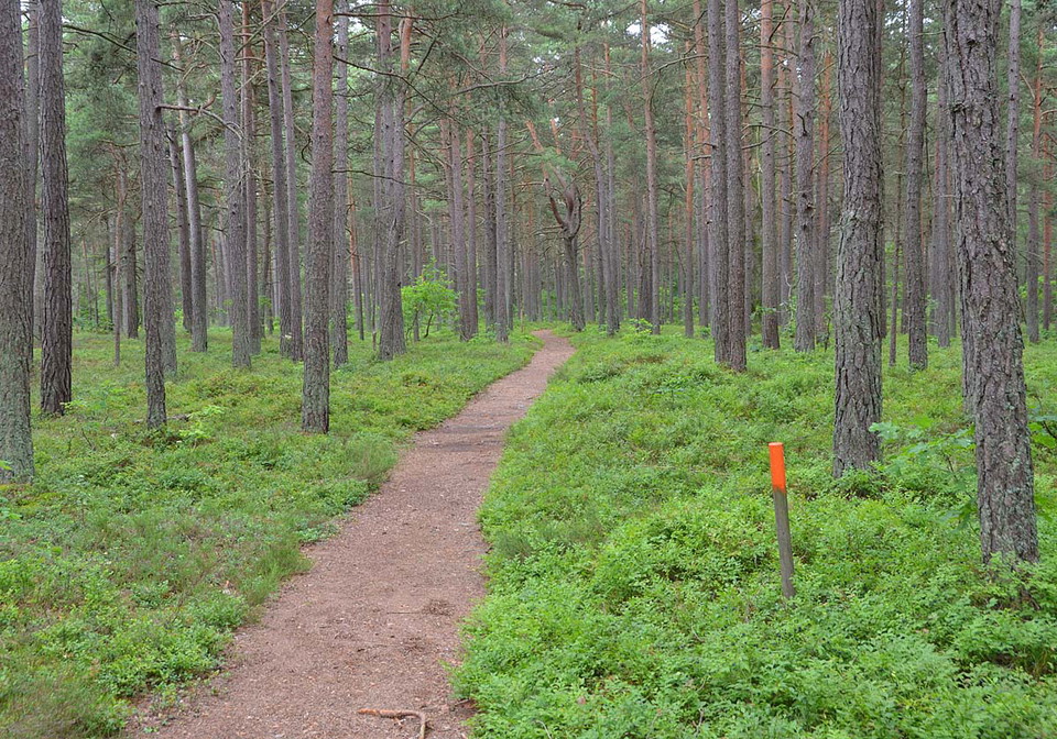 Tallskog