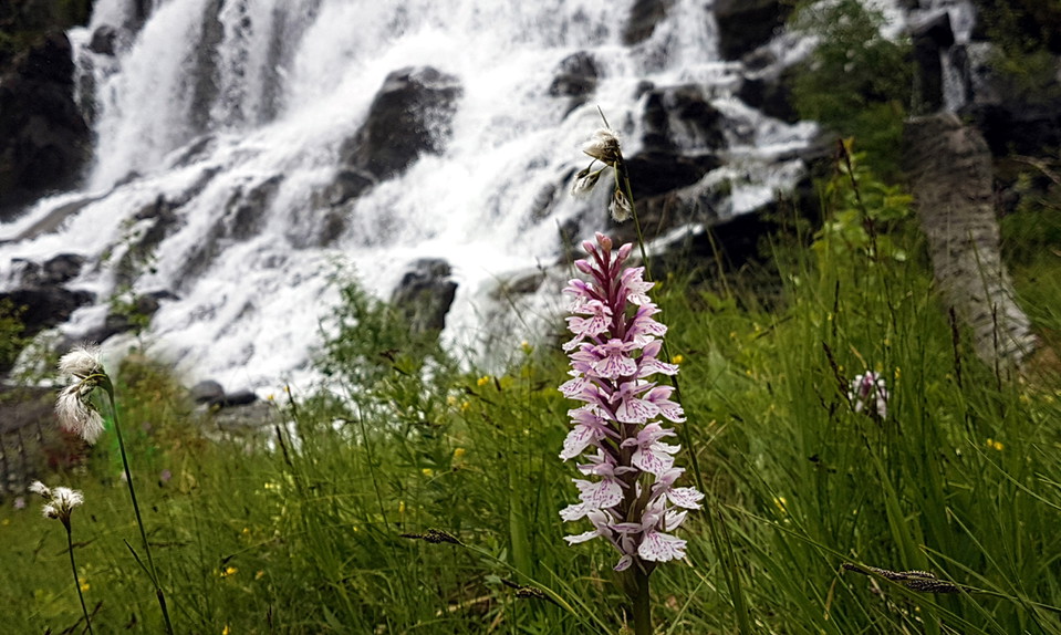 Vattenfall med orkidé i förgrunden