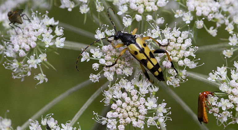 Fläckig blombock.