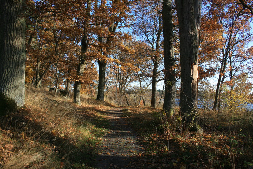 En promenadstig genom lövskogen. Från ena sidan av stigen ser man vatten.