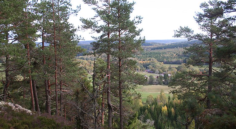 Utsikt från reservatet