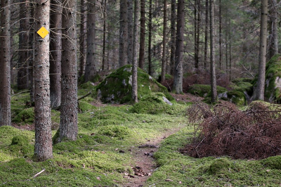 Träd med orangeledmarkering vid stig som spränger fram genom mossa.