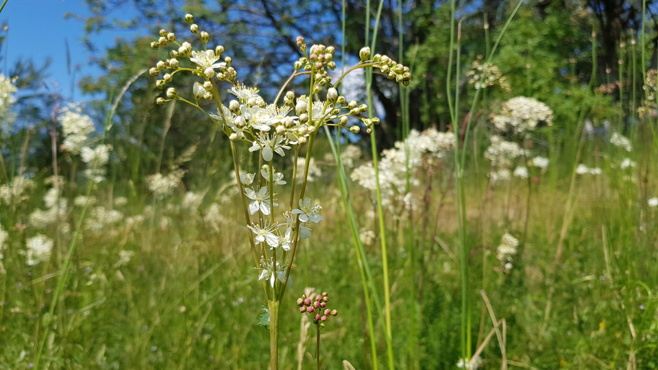 Brudbröd på äng i Yttringe. Foto Lidingö stad
