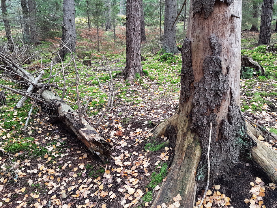 Gammal granskog. Foto Lidingö stad.