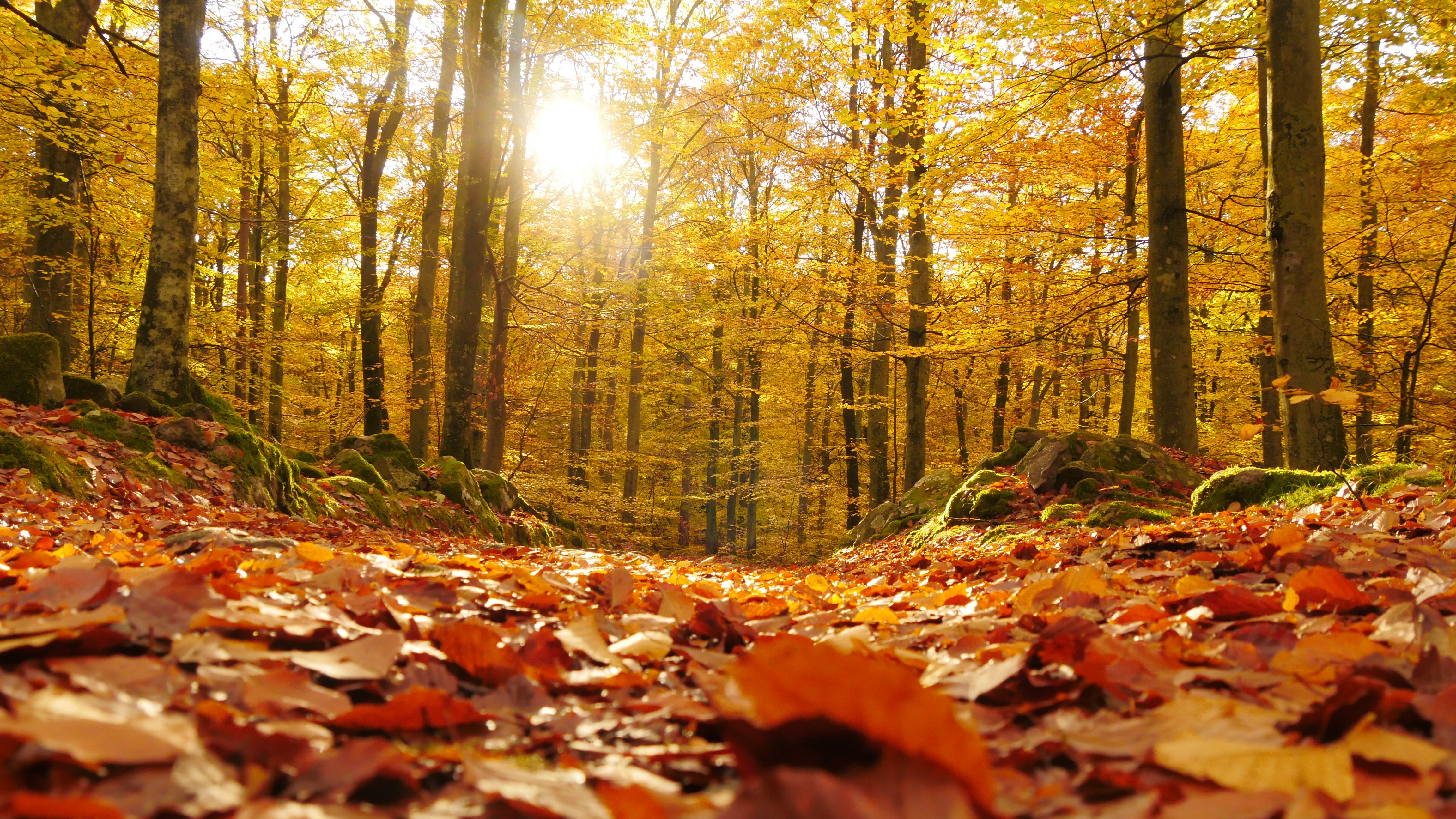 Solen lyser genom höstgula löv i bokskog.