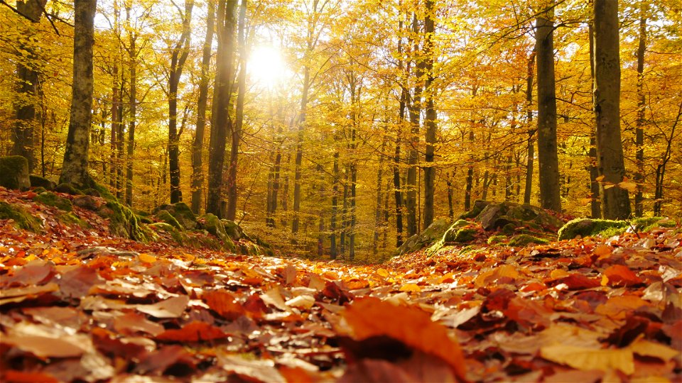 Solen lyser genom höstgula löv i bokskog.