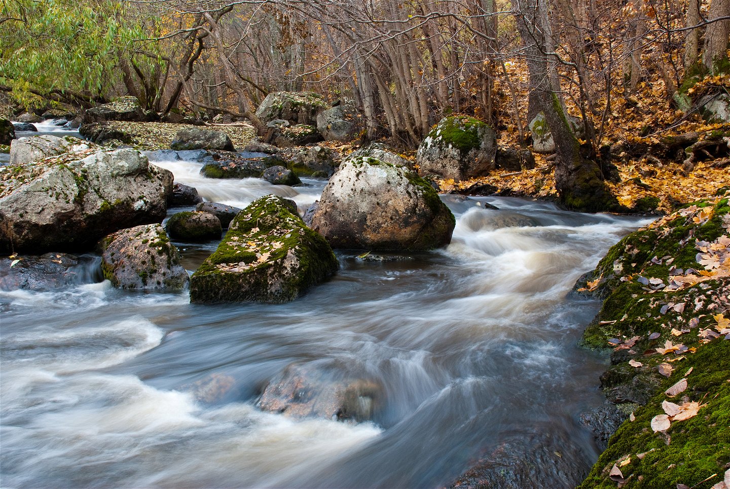 Vattnet forsar runt stenar. På sidan av ån ligger gula löv från träden.