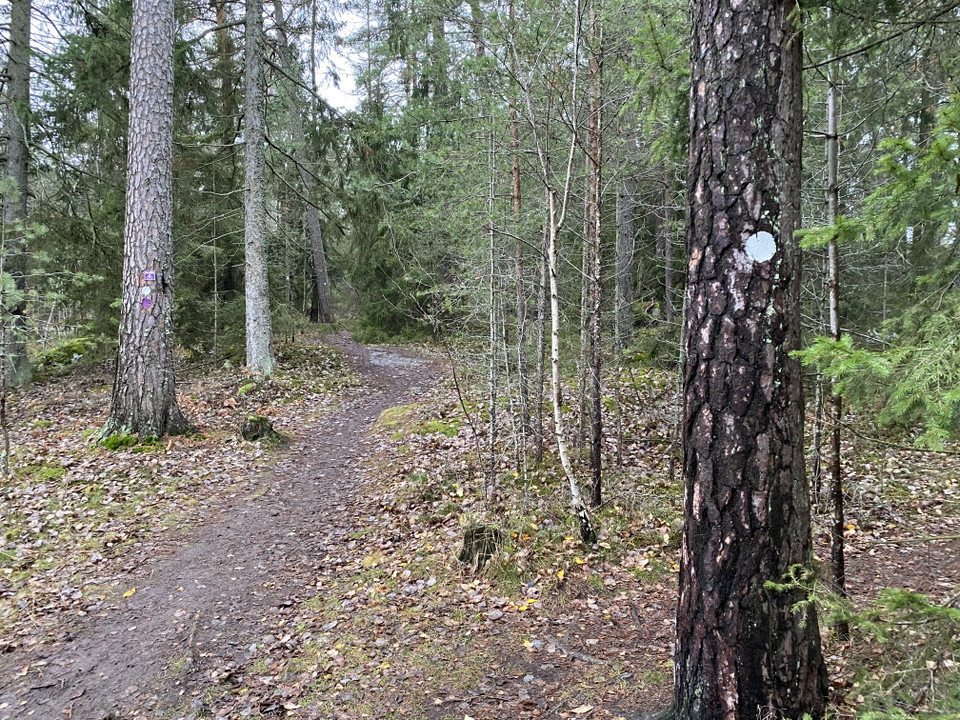 Skogsrundan. Foto: Mats Larshagen.