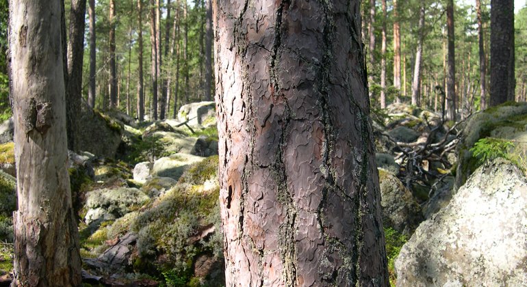 Gammal grov tall med så kallad pansarbark i Skjortnäs östra naturreservat.