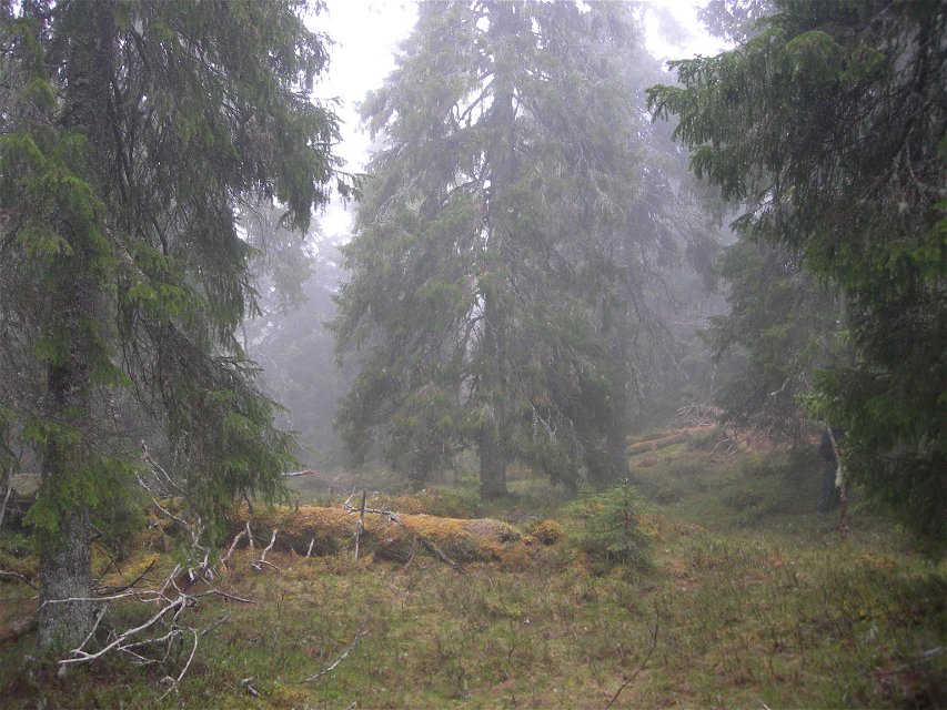 I reservatets sluttningar växer urskogsartad granskog.