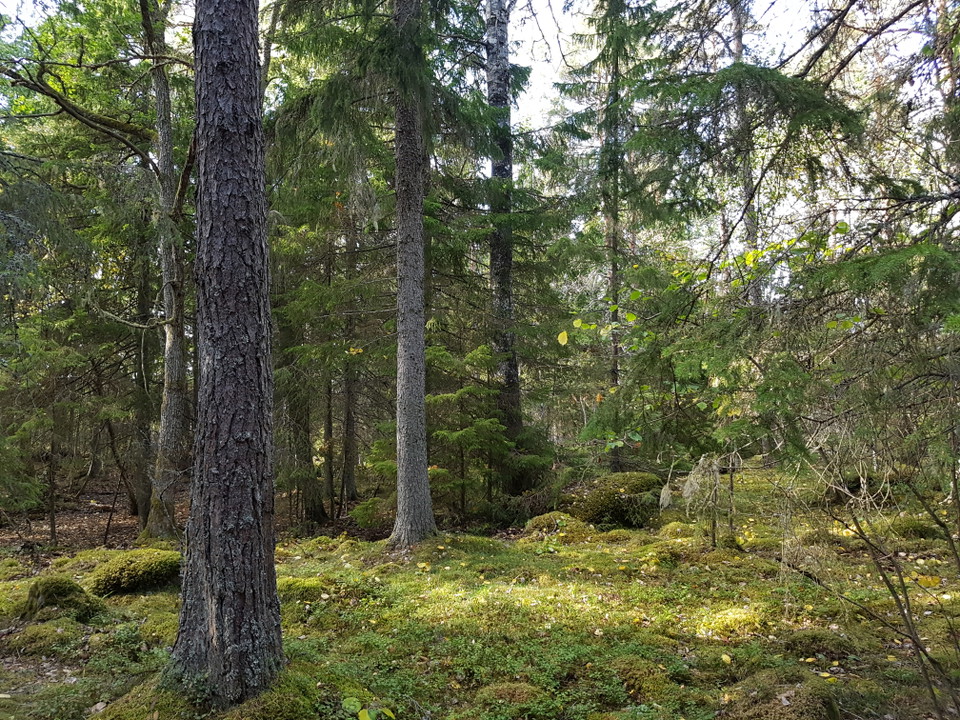 Mornäsans naturreservat
