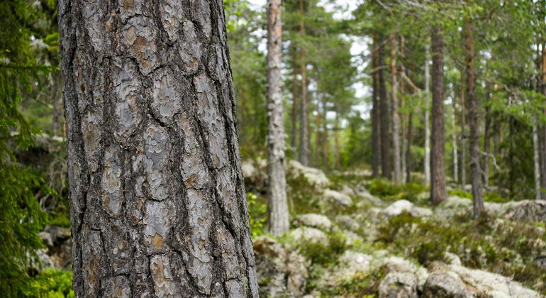 Tallskog i Norrbergets naturreservat.