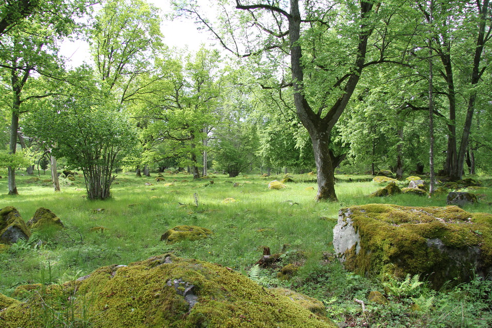 Hagmark med träd och stenar.