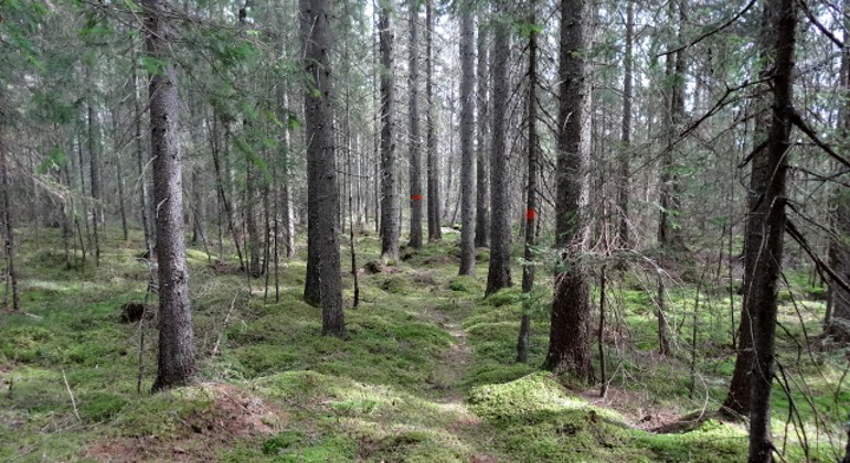 Stig genom granskog. Foto Björn Nilsson.