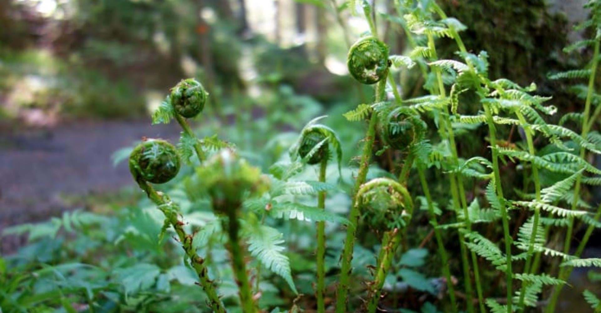 Getåravinen, parkering