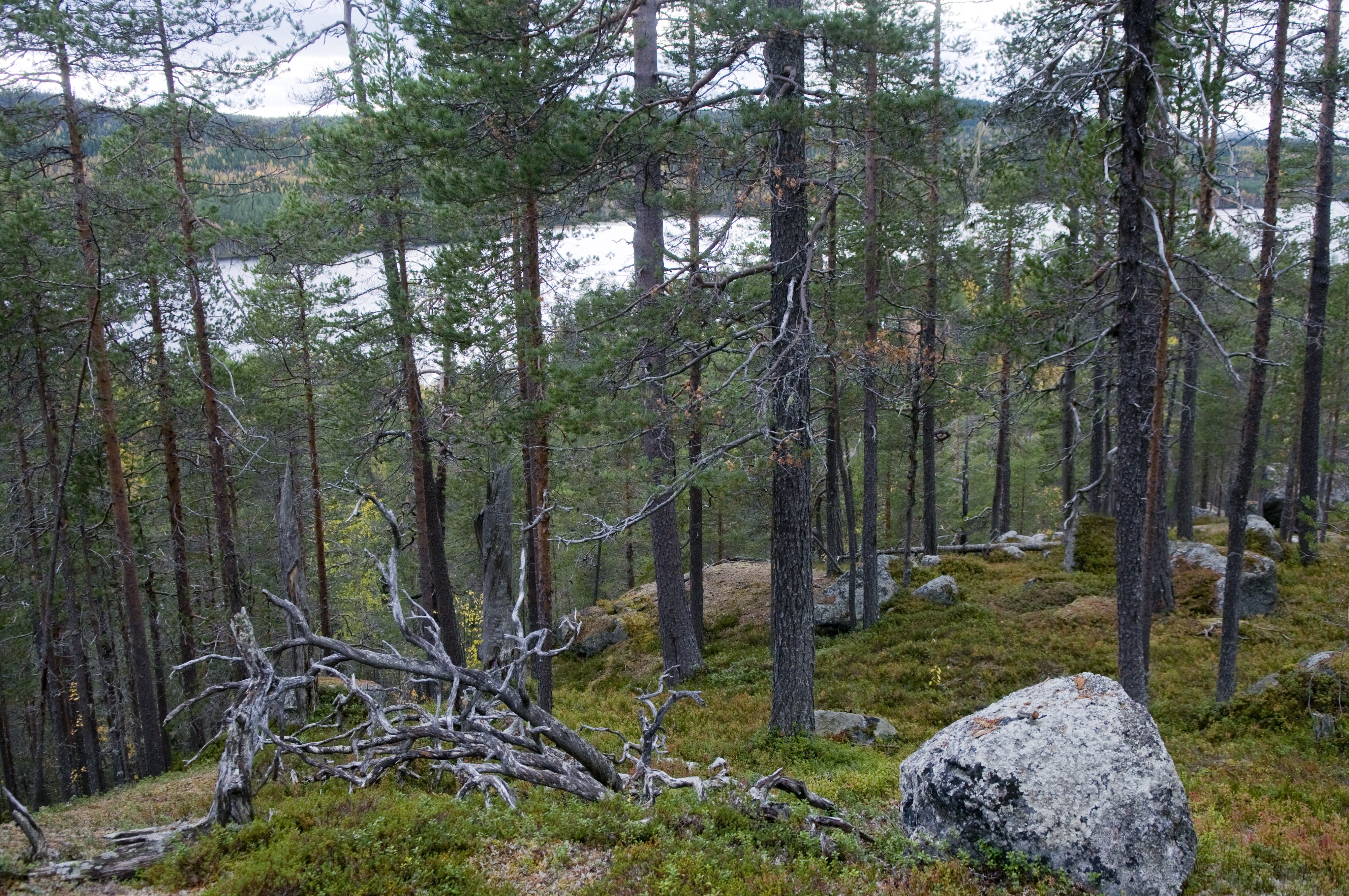 Rönnlandsrundan Björnlandets nationalpark