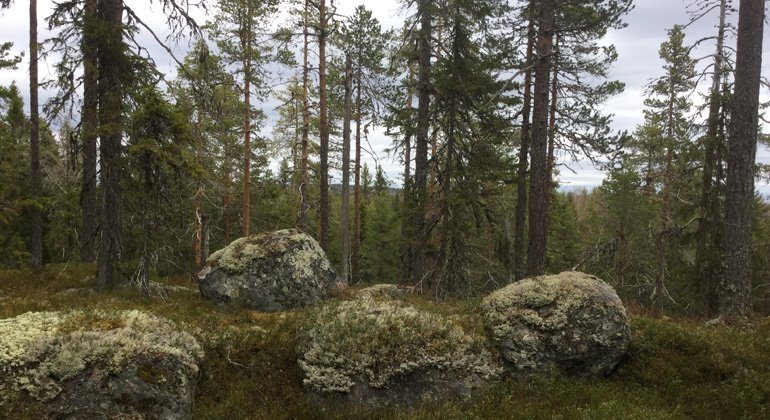 Stora stenbumlingar i Stor-Dragåsens naturreservat.