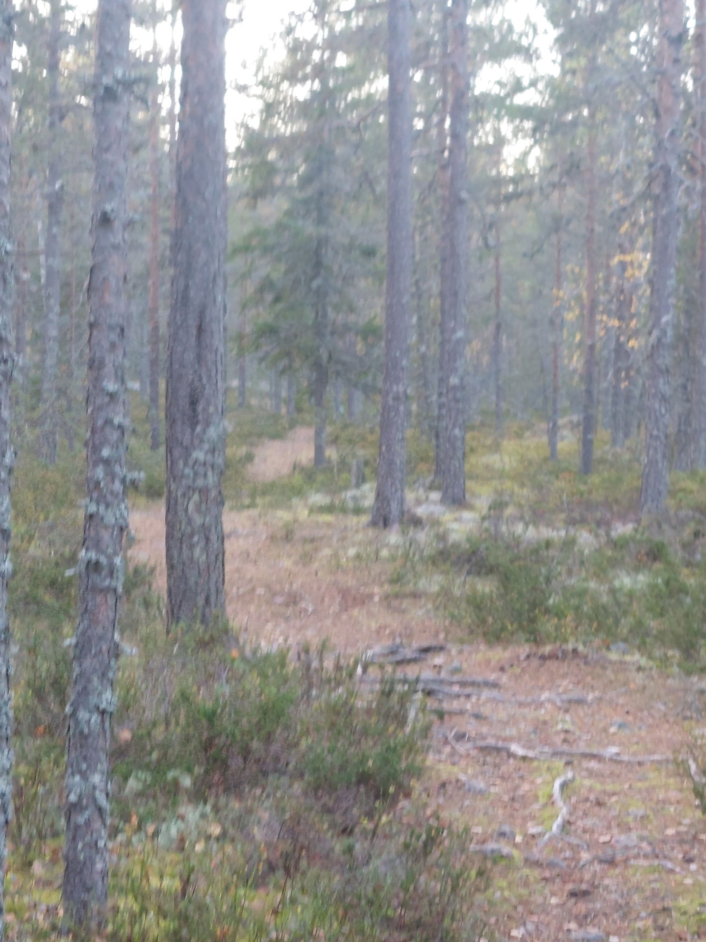 Stigen upp till stugan från öster