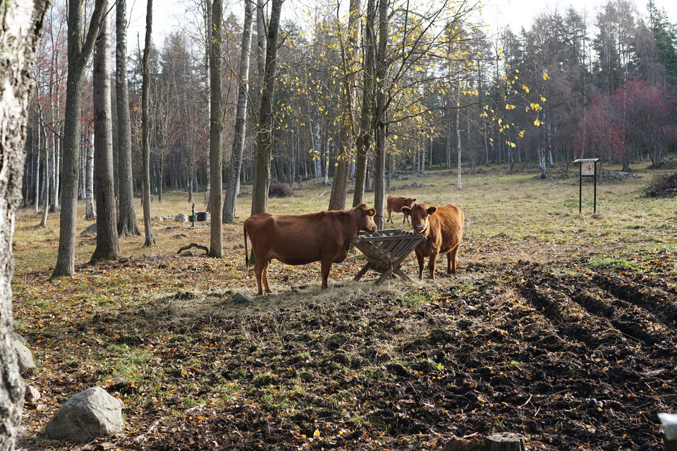 Foto: Karin Runesson