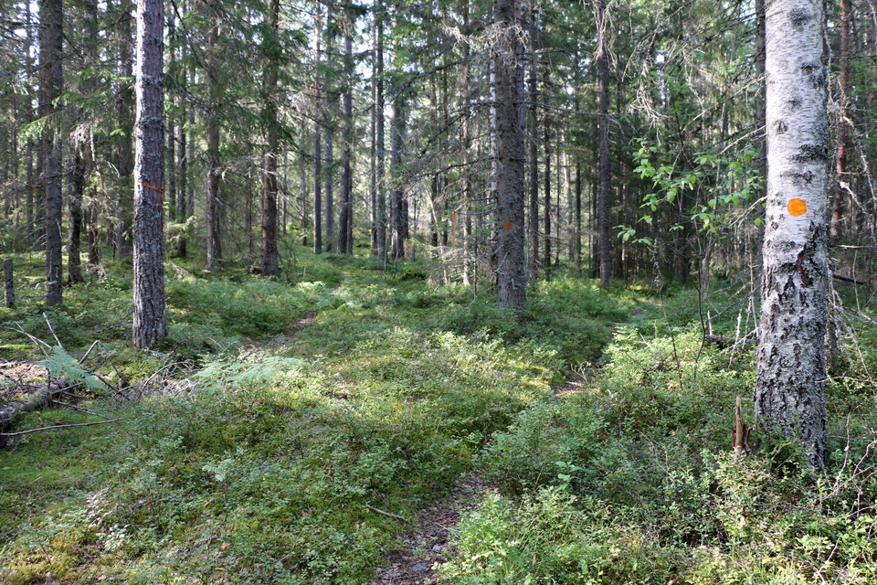 Stig i skog.