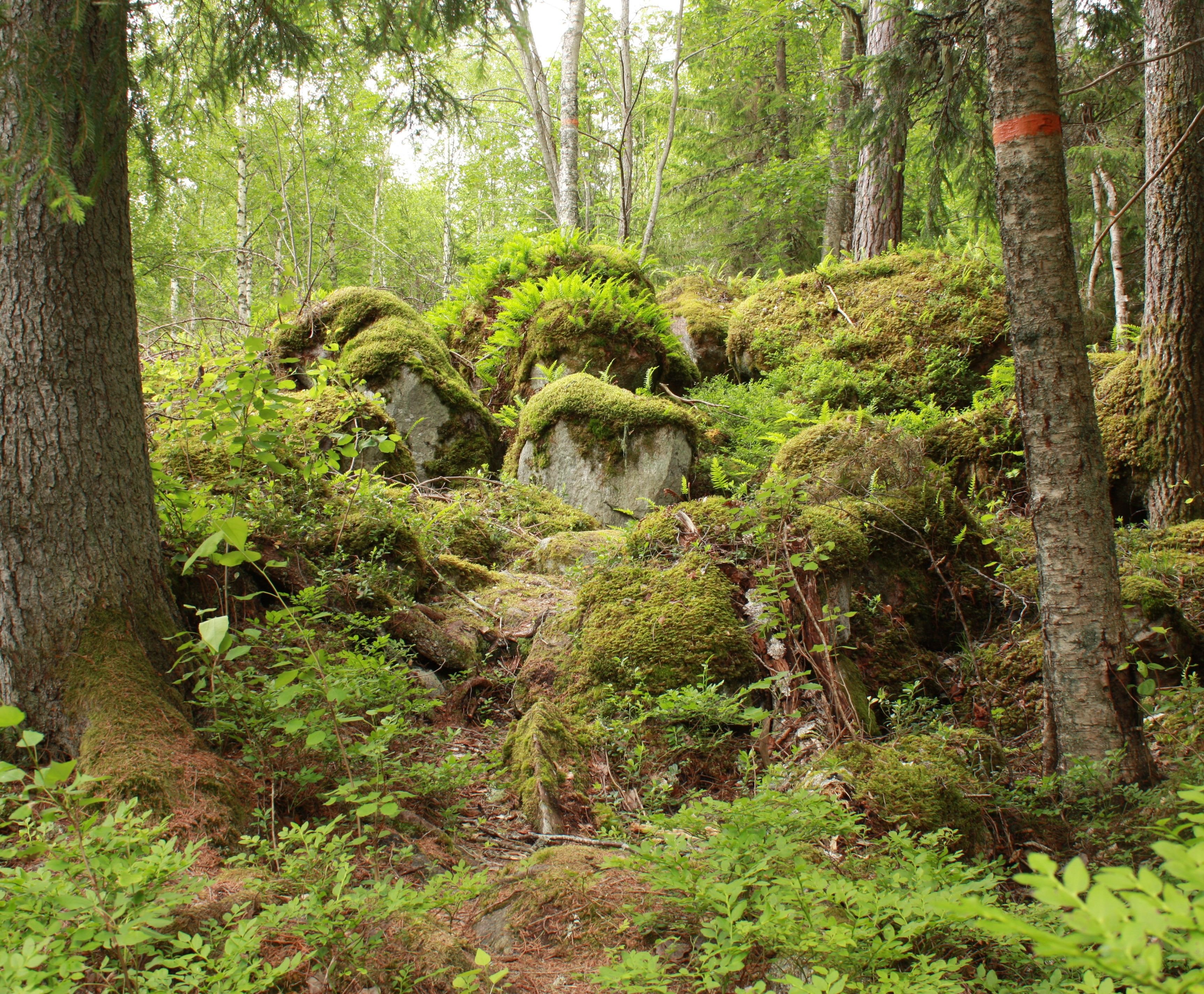 Närbild på blockrik mark i skogen. Stenblocken är täckta av mossa och det är gott om träd runtom.