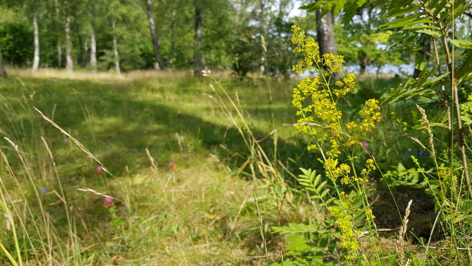 Gulmåra. Foto Lidingö stad