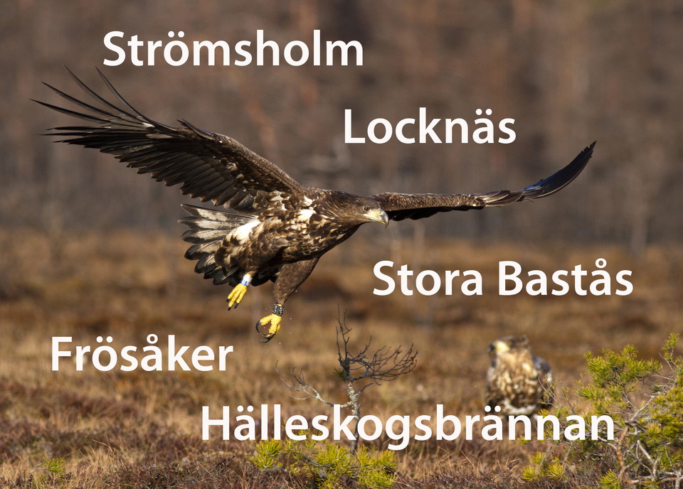 Brun örnfågel med gula ben flyger över myr.