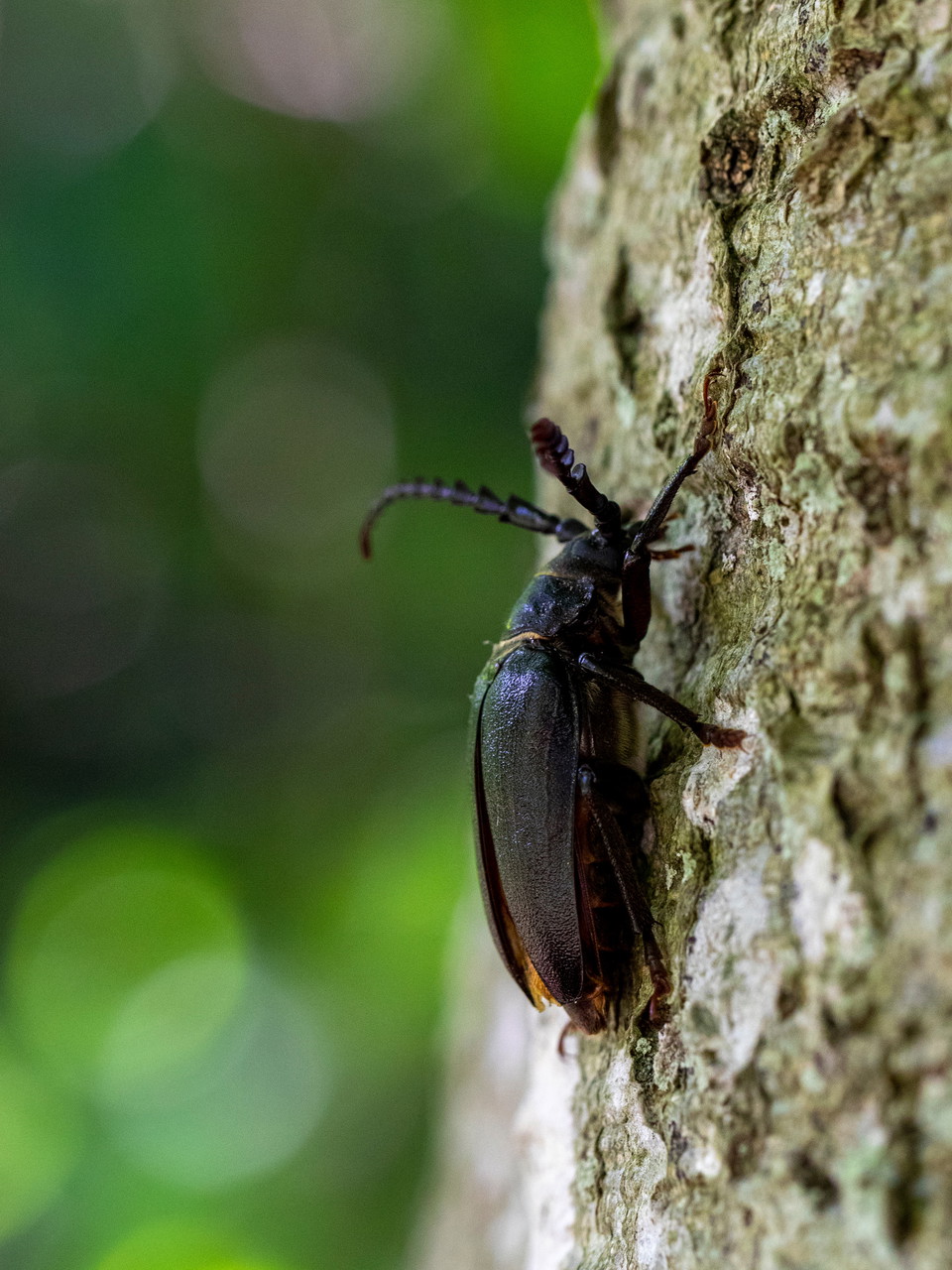 Taggbock på stam, obs att bilden är lodrät i sitt original