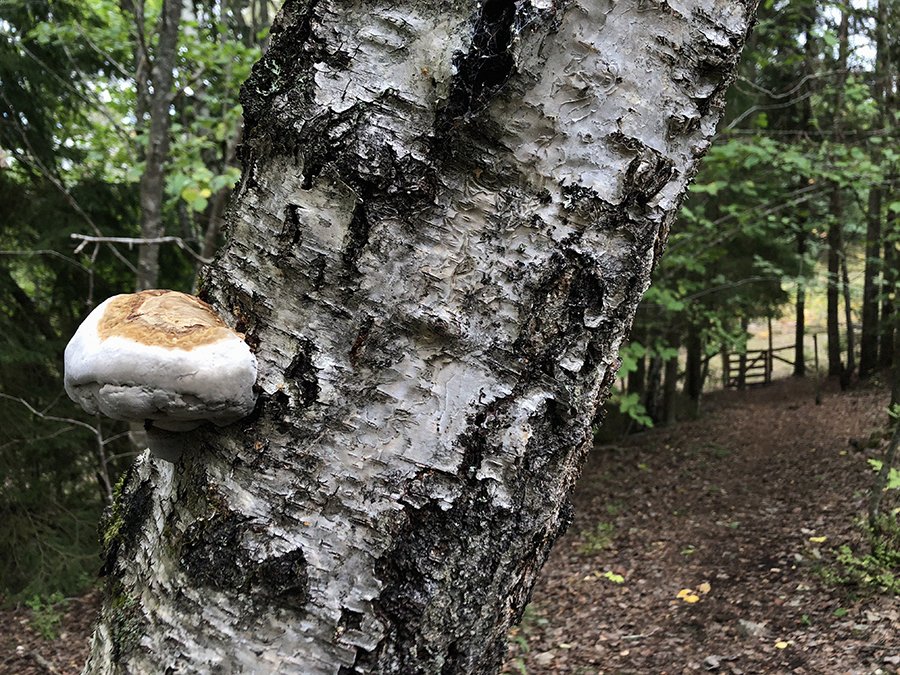 En björk med en stor svamp som växer på barken. i Bakgrunden syns en grind som leder in i en hage.