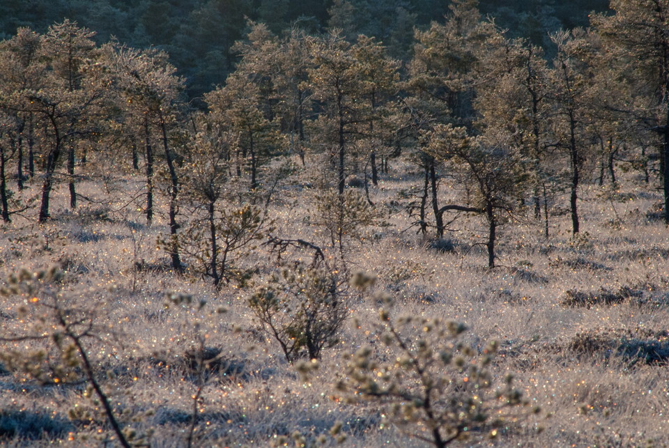Fotograf: Tobias Ivarsson