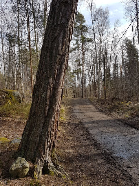 Lidingös största tall? Foto Lidingö stad.