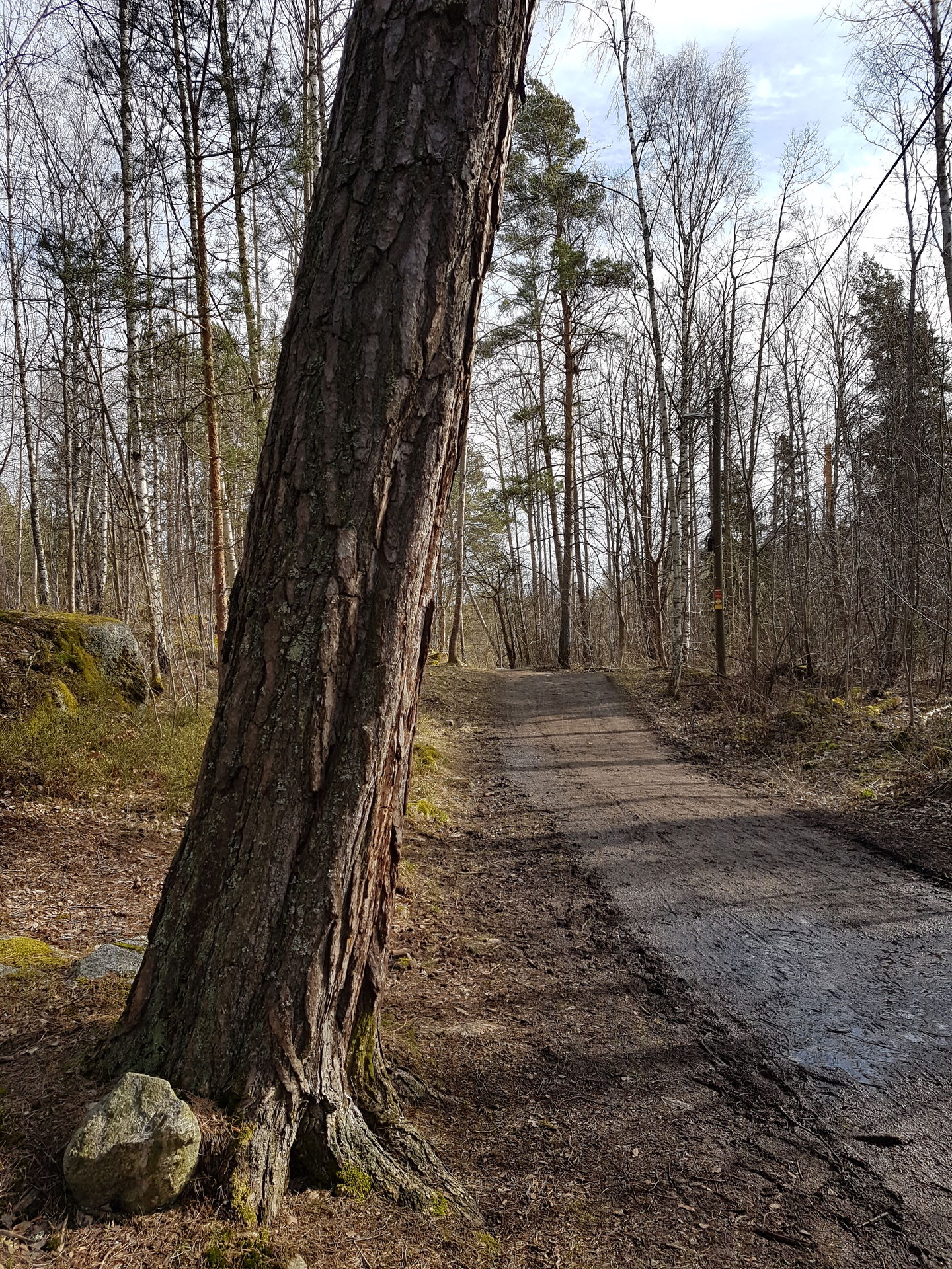 Lidingös största tall? Foto Lidingö stad.