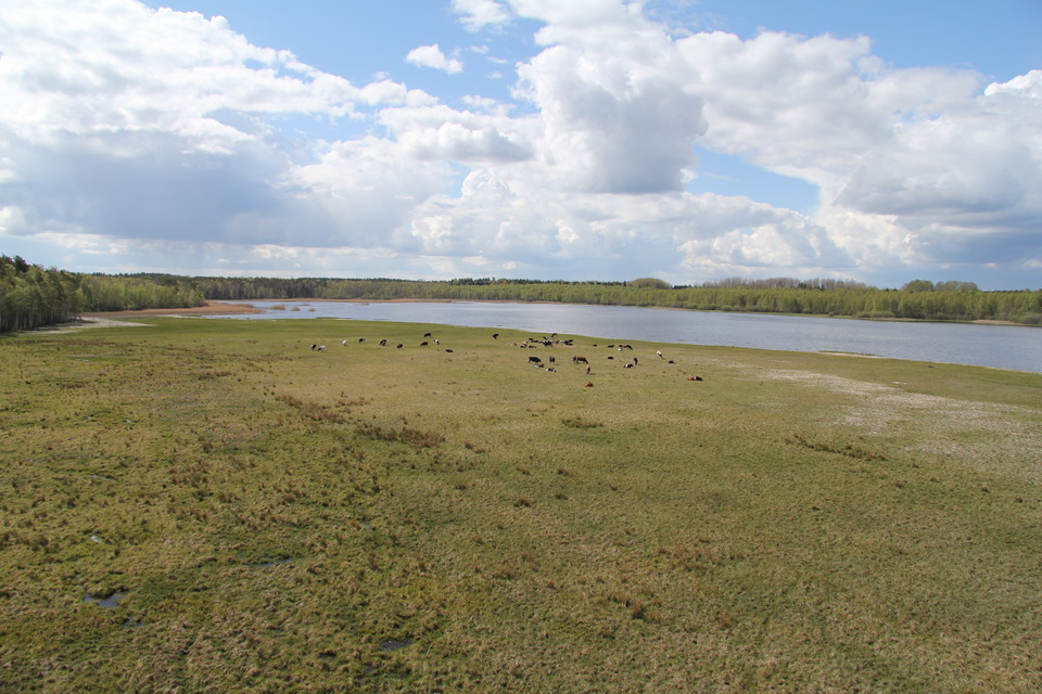 Fåglar på strandäng.