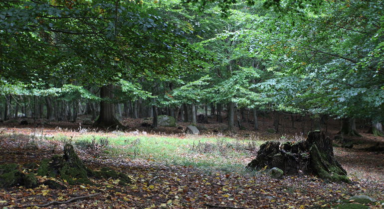 Skogsmark.