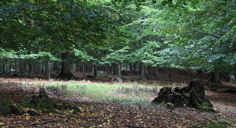 Skogsmark.