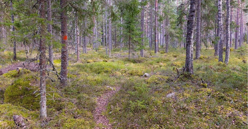 En kortare sträcka består av skogsstig.
Etapp: Österbymo - Västra Lägern.
Ydre.