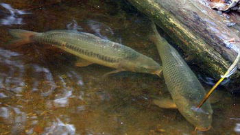 Sportfiskekortet, Mörtsjön Täby